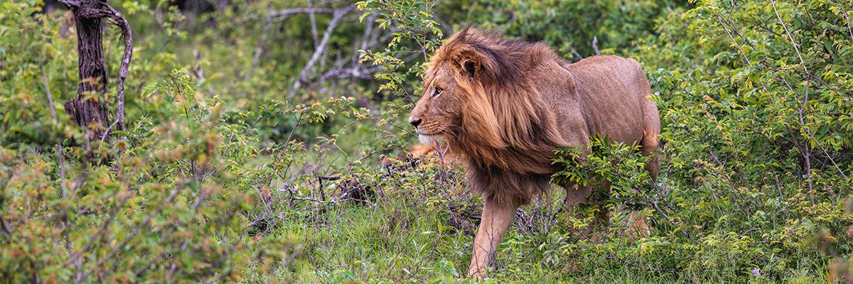 Backroads’ Active Safari Tours